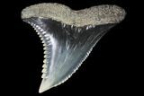 Hemipristis Shark Tooth Fossil - Virginia #87036-1